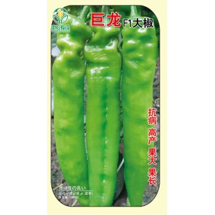 中国农科院 巨龙大椒黄皮椒种子 中早熟 高抗病毒病 高产 果长、直 黄皮椒种子1000粒装