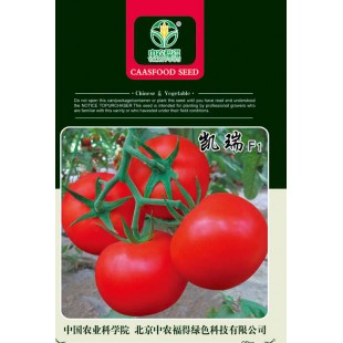 中国农科院 凯瑞番茄种子 特早熟 生长旺盛 座果率高 丰产性好 番茄种子 1000粒装