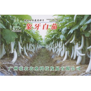 广州乾农 象牙白茄种子  适应性广 亩产5000公斤 单果重200-250克 茄子种子 5克装