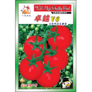 广州农源 卓越V6番茄种子 早熟 长势壮旺 耐热 耐寒 耐湿 综合抗病性强 适应性广 番茄种子 1克装