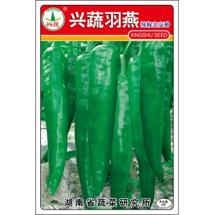 湖南兴蔬 兴蔬羽燕辣椒种子  商品性优 耐贮运 青果绿色 辣椒种子 8克装