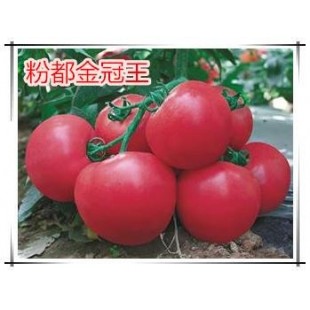 豫艺种业 粉都金冠王番茄种子  早熟、膨果快 果色亮 特高产平均单果重260g左右 果实圆形 果肉硬 番茄种子 10克袋