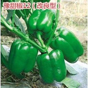 豫艺种业 豫甜椒12号辣椒种子 改良型 利用国外材料最新育成的中熟厚皮甜椒品种 果面光滑 辣椒种子 10克袋