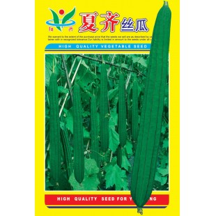 广州阳兴 夏齐丝瓜种子 适合夏季种植 亩产可达5000公斤 经典夏丝瓜品种 丝瓜种子 15克装