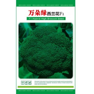 广州阳兴 万朵绿西兰花种子 中熟 商品性好 产量高 西兰花种子 5克装