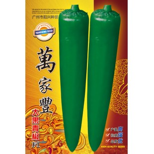 广州阳兴 万家丰大果青椒 早中熟 后期椒不易变短小 亩产可超万斤 辣椒种子 5克装