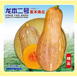 广州鹏洁 龙本二号南瓜种子 早中熟 肉厚味甜 单瓜可达5公斤 南瓜种子 40克装