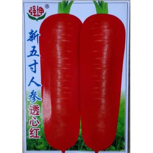 广西强坤 新五寸人参透心红胡萝卜种子 中早熟 适宜冷凉秋季春季栽培 胡萝卜种子 2克装