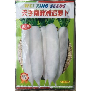 广州伟兴 天字南畔洲迟萝卜种子 晚熟种 冬性强 味美清甜 萝卜种子 40克装