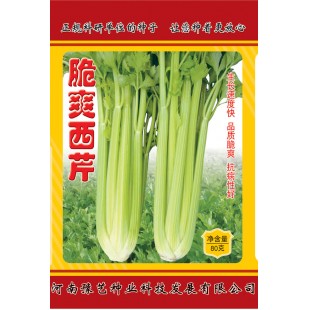 河南豫艺 脆爽西芹种子 黄绿色 生长速度快 产量高 西芹种子 80克装
