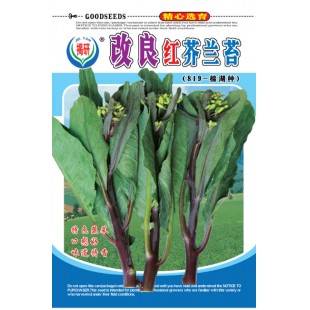 揭阳农友 揭研改良红芥兰苔种子 中熟 生长快速 纤维少 品质极佳 芥兰苔种子 10克装