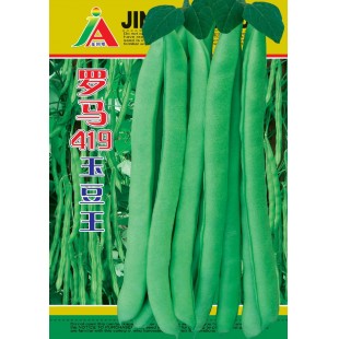 清远兴华 罗马419玉豆王种子 豆荚大小整齐一致 耐寒 产量高 玉豆种子 400克装