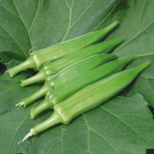 黄秋葵种子 保健绿色食品/植物中的伟哥 黄秋葵种子散籽 500克