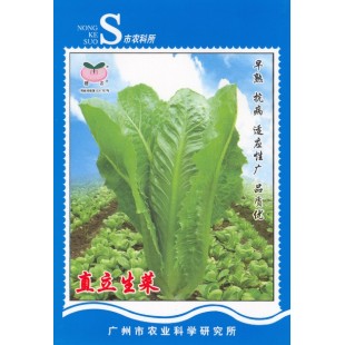 广州乾农 市农科院 直立生菜种子 也叫罗马生菜 耐热 抗病 早熟 生菜种子 罗马生菜种子 10克装