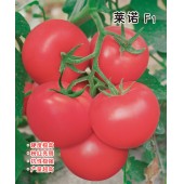 中国农科院 莱诺番茄种子 特早熟 生长旺盛 座果率高 丰产性好  番茄种子 1000粒装