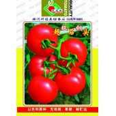 连州丰裕 超级石钢头番茄种子 以色列原种 无绿肩...