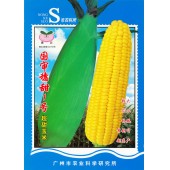 广州乾农 国审穗甜1号玉米种子 口感好 品质优 ...