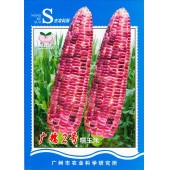 广州乾农 广糯2号玉米种子 口感好，糯性强  单穗果重300-400克，亩产1000千克左右 玉米种子 200克装