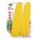 广州绿霸 绿霸超甜15号玉米种子 甜度高 口感佳 超甜 可口 无渣 玉米种子 454克装