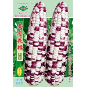 广州绿霸 南粤花糯玉米种子 穗大 轴心小 糯性强 商品性好 特丰产 玉米种子 200克装