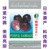 厦门文兴 紫美紫甘蓝种子 中晚生 容易栽培 植株半直立 叶圆形 内叶深紫色 甘蓝种子 10克装