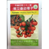 厦门文兴 花莲亚蔬21号番茄种子 椭圆型非停心 橙色果 台湾进口 番茄种子 5克装