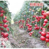 豫艺种业 粉都宝石番茄种子 果色漂亮、果型整齐的番茄新品种 突出优势是坐果整齐且一致性好 番茄种子 8克装