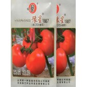 豫艺种业 豫星1887番茄种子 石头型硬肉红果番茄 果形扁圆整齐  番茄种子 5克袋