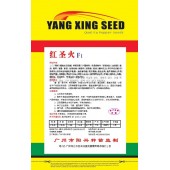 广州阳兴 红圣火美人椒 早熟 抗性高 产量特高 辣椒种子 5克装