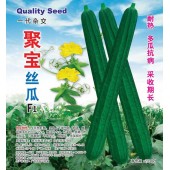 广州阳兴 聚宝丝瓜种子 经典春秋丝瓜 瓜长约50厘米 耐热抗病 丝瓜种子 200克装