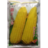 广东现代 甜丰6号甜玉米种子 比对照种粤甜16号增产均达极显著水平 玉米种子 450克装
