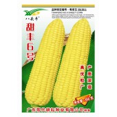 广东现代 甜丰6号甜玉米种子 比对照种粤甜16号增产均达极显著水平 玉米种子 450克装