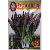 广西强坤 红尖叶油麦生菜种子 红色尖叶油麦菜种子 生菜种子 10克