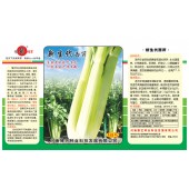 河南豫艺 新生代西芹种子 台湾进口 生长速度快 产量高 叶柄长且色泽黄嫩 西芹种子 80克装