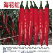 广州世茂 海花红404牛角椒辣椒种子 韩国进口 产量高 长势强 抗病力强 辣椒种子 5克装