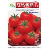 清远清蔬 红钻高档硬果番茄种子 早熟性好 抗病 高产 丰产 番茄种子 5克装