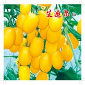 中国农科院 艾迪尔番茄种子 果实橙黄色 半无限生长型 不裂果 番茄种子 1000粒装