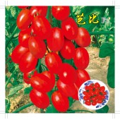 中国农科院 芭比樱桃番茄种子 果皮鲜红色 早熟 果实大小均匀 番茄种子 1000粒装