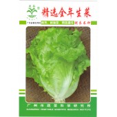广州乾农 市农科院 全年生菜种子 耐热 耐抽苔 适应性强 生菜种子 10克装
