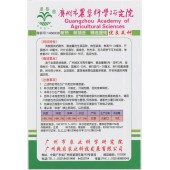 广州乾农 市农科院 全年生菜种子 耐热 耐抽苔 适应性强 生菜种子 10克装