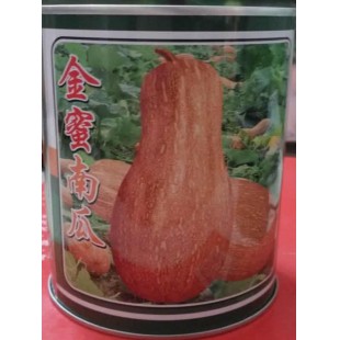 广州金旺 金蜜南瓜种子 肉厚 肉色橙黄 味甜 品质优良 南瓜种子 50克装