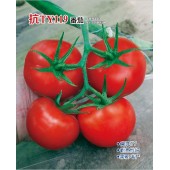 广州绿霸 抗TY119番茄种子 无限生长类型 高抗TY 耐热性好 单果重约220-250克 果实坚硬 一致性好 番茄种子 1克装