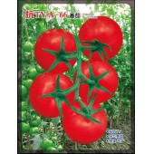 广州绿霸 抗TY-A66大红果番茄种子 新品 耐热 大果型 无限生长型 不死苗 耐热 抗性好 挂果多亩产可达10000公斤 番茄种子 1000粒装