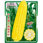 广州绿霸 珍美甜玉米种子 耐热 耐湿 抗病性强 ...