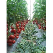 广东爱普农 夏皇301 有限生长型番茄种子 果色鲜红 抗病性强 5克装