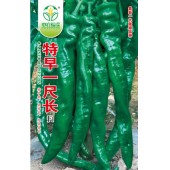 中国农科院 特早一尺长大果螺丝椒 特早熟 果长28-36厘米 粗4.5厘米 皮色绿 脆香无渣 抗倒伏性好 产量高 1000粒装 辣椒种子