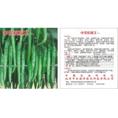 中国农科院 中农抗椒王 早熟 颜色浅绿 比原有类型可增产30%以上 果长12-14厘米 抗病性强 1000粒装 辣椒种子