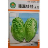 北京绿东方 翡翠娃娃直立生菜 小型结球生菜 风味好 无纤维 叶片光亮翠绿色 10克装 生菜种子