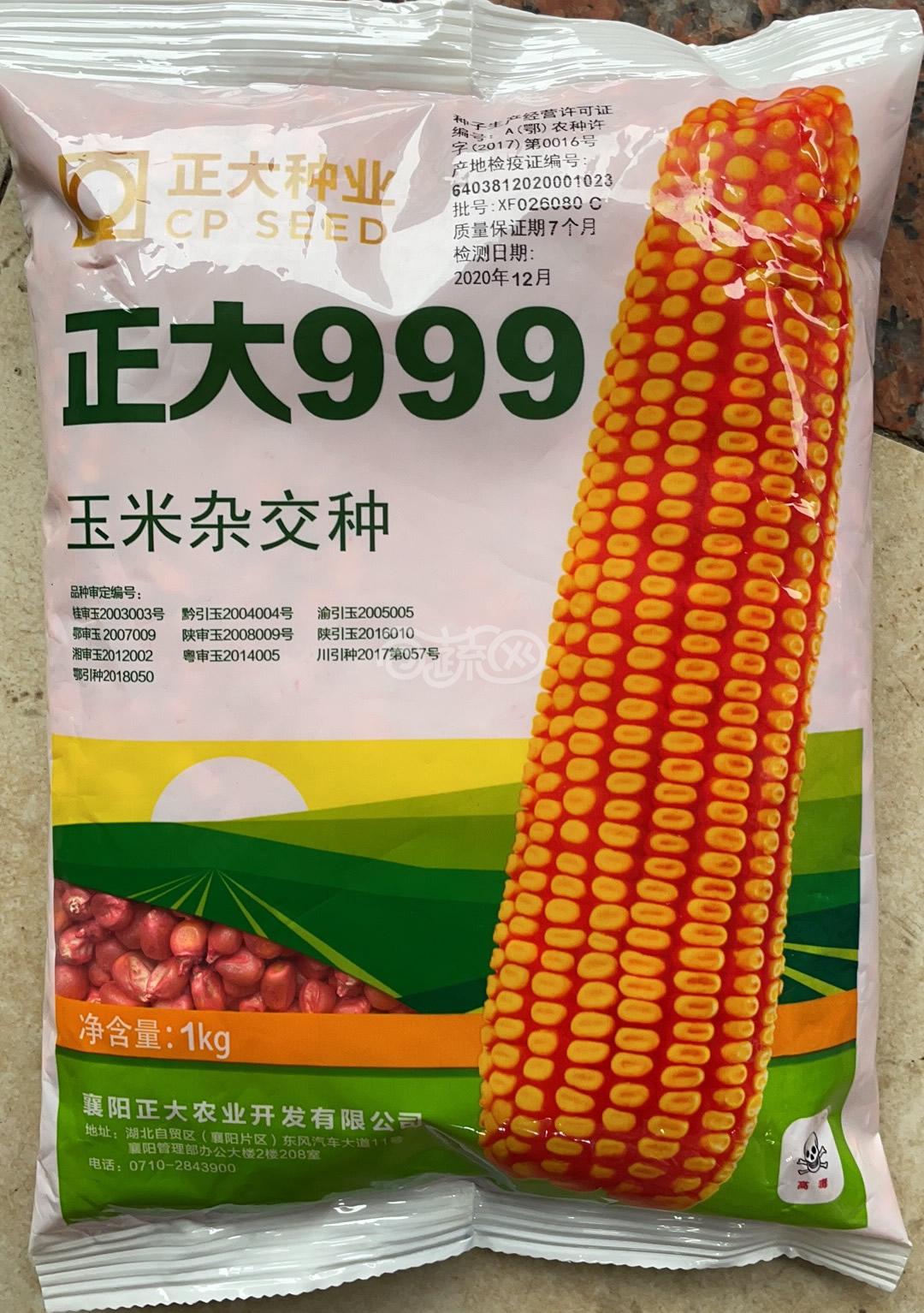 襄阳正大 正大999玉米种 株型半紧凑 饲料玉米种
