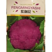 紫荆花 紫色花椰菜种子  2克 （约400粒）